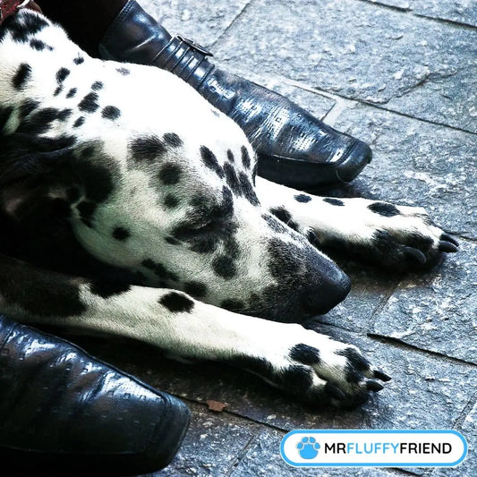 Varför sover min hund vid mina fötter? En sovande dalmatiner vid sin ägares fötter