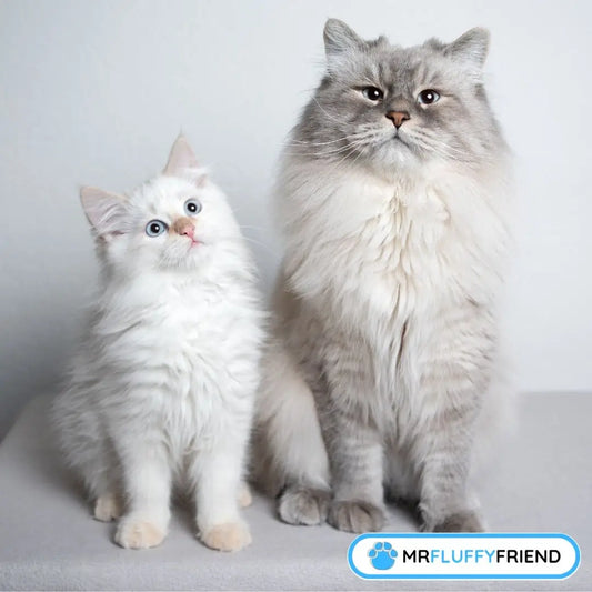 En kattunge och en katt sitter tätt ihop – verkar som att den gamla katten börjar acceptera den lilla.