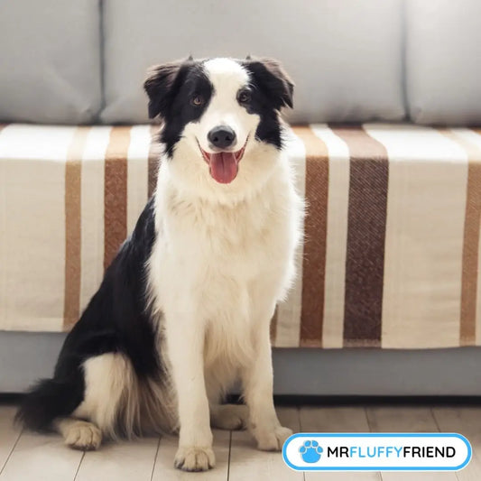 Svartvit Border Collie sitter bredvid soffan