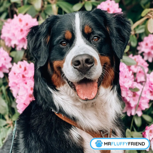Utvald bild för en blogg om de största hundraserna, där en leende berner sennenhund syns bland rosa blommor