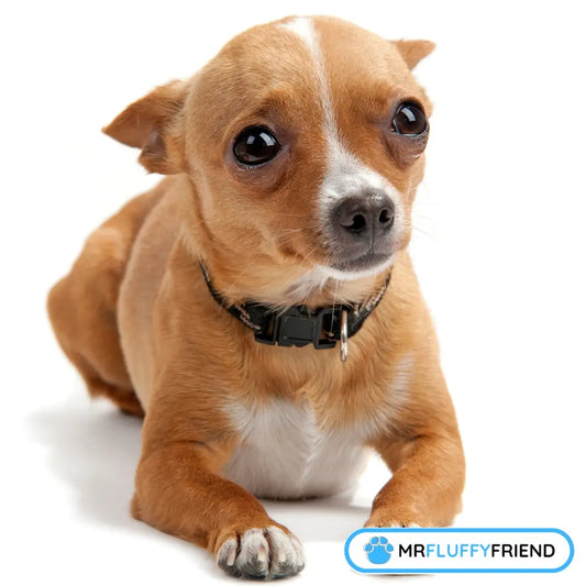 En liten, ljusbrun hund med orolig blick ligger på vit bakgrund som visar hundens separationsångest