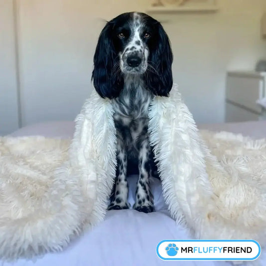 Utvald bild för en blogg "5 bästa hundprodukterna: Från hundfiltar till ortopediska hundbäddar" med en svartvit spaniel som sitter på en säng under en fluffig, krämfärgad filt