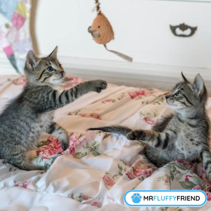 Kattbeteendeproblem: Hur du Löser dem