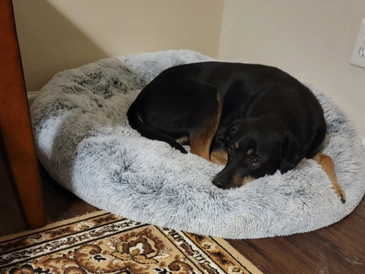 Svart och brun hund ligger hopkrupen i en ljusgrå donutbädd på en orientalisk matta.