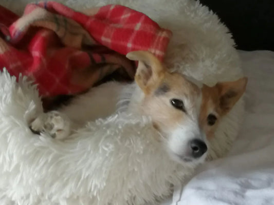 Hund av shibatyp ligger i en krämvit donutbädd med en röd filt.