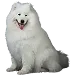  Dog Storlek: 2XL