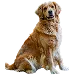  Dog Storlek: 3XL