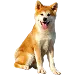  Dog Storlek: 4XL