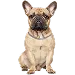  Dog Storlek: L