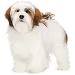  Dog Storlek: M