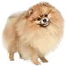  Dog Storlek: S