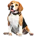  Dog Storlek: XL