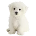  Dog Storlek: XS