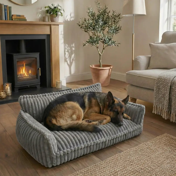 Vill du ge din hund den komfort han förtjänar?
